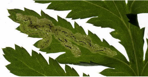 Mine of Liriomyza tanaceti on Tanacetum vulgare. Image: © Willem Ellis (Source: Bladmineerders en plantengallen van Europa)