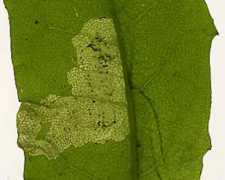 Mine of Liriomyza taraxaci on Taraxacum officinale