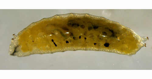 Liriomyza taraxaci larva,  dorsal