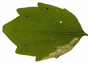 Mine of Liriomyza valerianae on Valeriana officinalis