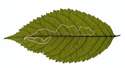 Mine of Lyonetia clerkella on Prunus avium