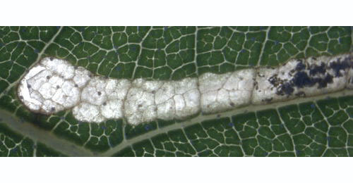 Mine of Lyonetia clerkella on Prunus avium