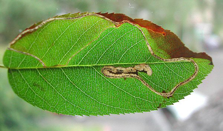 Mine of Lyonetia clerkella