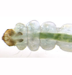 Lyonetia clerkella larva,  dorsal