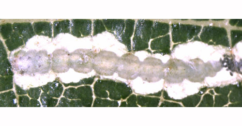 Lyonetia clerkella larva in mine,  ventral