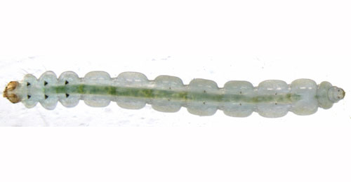 Lyonetia clerkella larva,  ventral