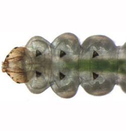 Lyonetia clerkella larva,  ventral