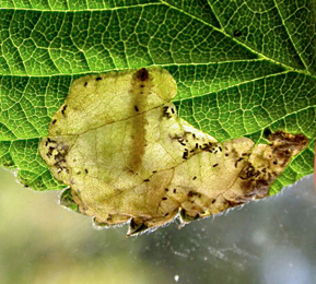 Mine on Metallus albipes on Rubus idaeus