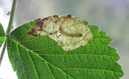 Mine of Metallus albipes on Rubus idaeus