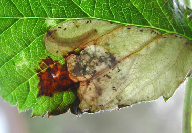 Mine of Metallus albipes on Rubus idaeus