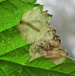 Mine of Metallus albipes on Rubus idaeus