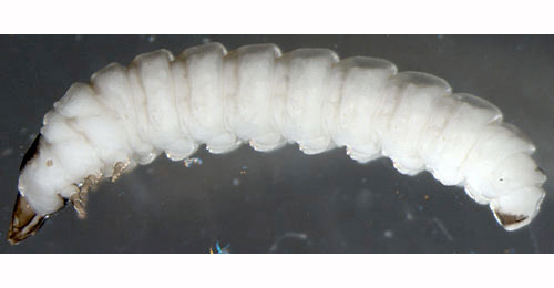 Metallus albipes larva,  lateral (in alcohol)