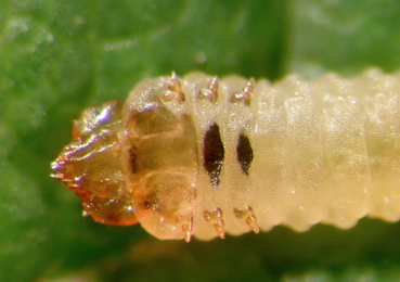 Metallus albipes larva,  ventral