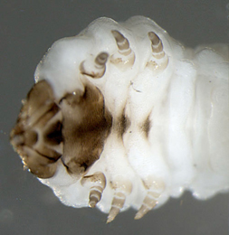 Metallus albipes larva,  ventral (in alcohol)