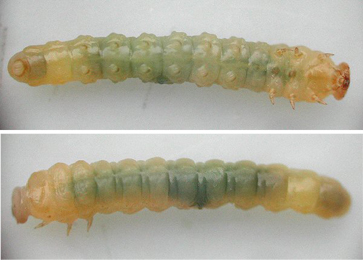 Metallus lanceolatus larva,  lateral