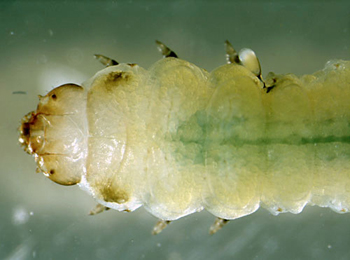 Metallus lanceolatus larva,  dorsal