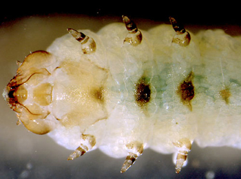 Metallus lanceolatus larva,  ventral