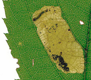 Mine of Metallus pumilus on Rubus