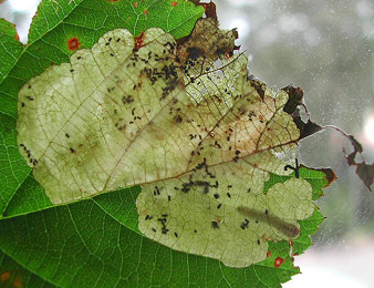 Mine of Metallus pumilus on Rubus