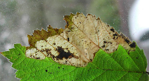 Mine of Metallus pumilus on Rubus