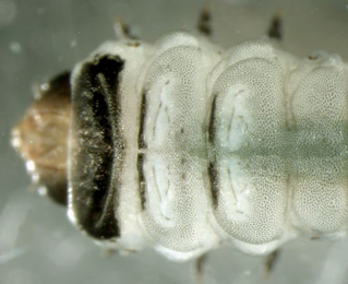 Metallus pumilus larva,  ventral