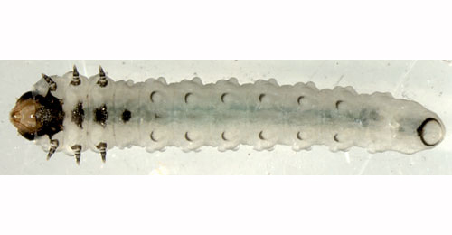 Metallus pumilus larva,  ventral