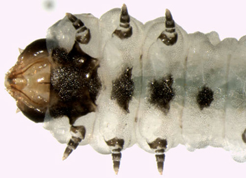 Metallus pumilus larva,  ventral