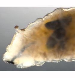 Metopomyza_flavonotata larva,  lateral
