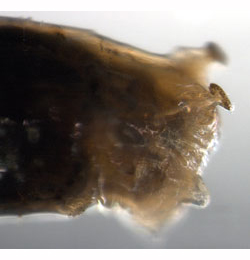 Metopomyza_flavonotata larva,  lateral