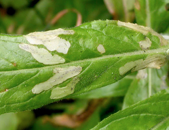 Mine of Mompha langiella on Epilobium hirsutum