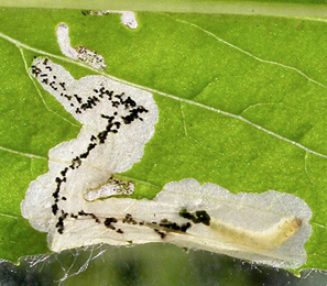 Mine of Mompha langiella on Chamerion angustifolium