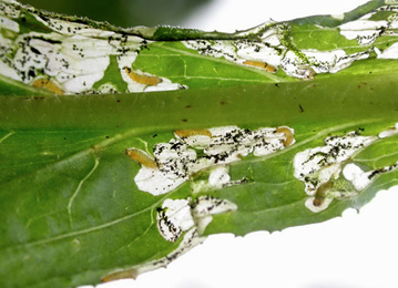 Mine of Mompha langiella Epilobium hirsutum