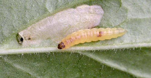 Mompha langiella larva and cocoon