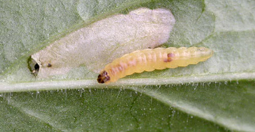 Mompha langiella larva and cocoon