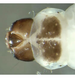 Mompha langiella larva,  dorsal