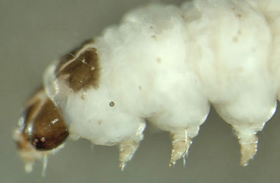 Mompha langiella larva,  lateral
