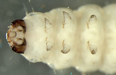 Mompha langiella larva,  ventral