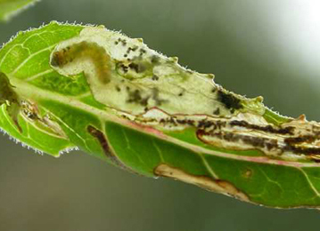 Mine of Mompha locupletella on Epilobium