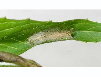 Mine of Mompha locupletella on Epilobium