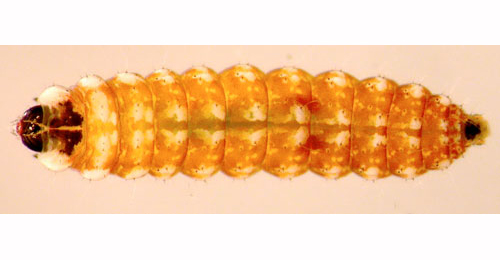 Mompha miscella larva,  dorsal