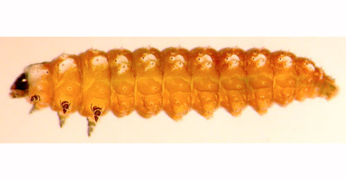 Mompha miscella larva,  lateral