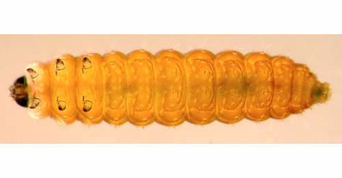 Mompha miscella larva,  ventral