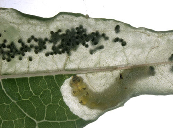 Mine of Mompha raschkiella on Chamaerion angustifolium