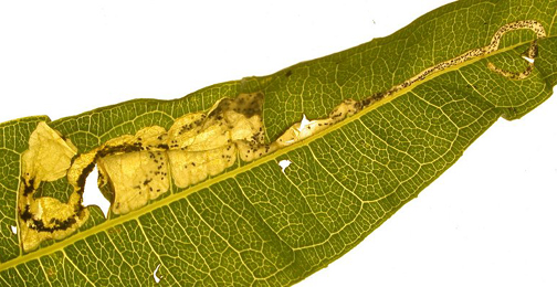 Mine of Mompha raschkiella on Epilobium angustifolium