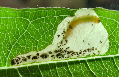 Mine of Mompha raschkiella on Epilobium angustifolium