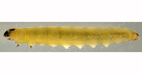 Mompha raschkiella larva,  lateral