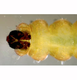 Mompha raschkiella larva,  dorsal