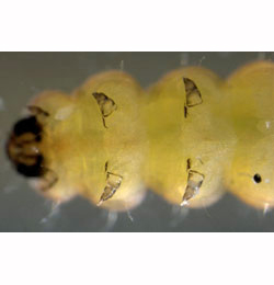 Mompha raschkiella larva,  ventral