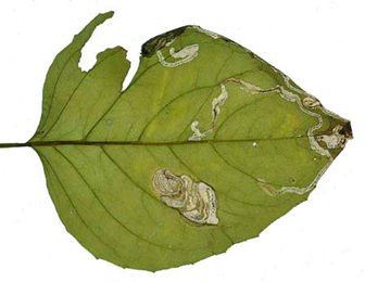 Mine of Mompha terminella on Circaea lutetiana