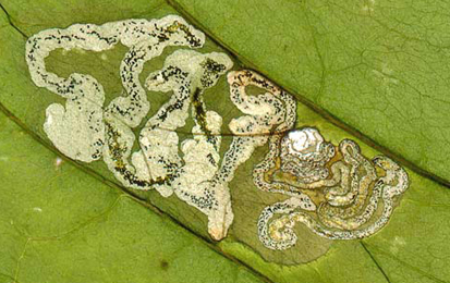 Mine of Mompha terminella on Circaea lutetiana